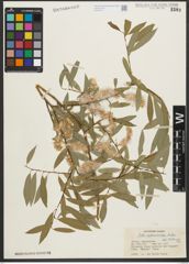 Foto von Salix pycnostachya Andersson